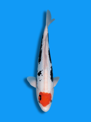 Tancho Beni Kumonryu | Koi&Co.